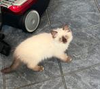 Laatste 2  maantje en vrouwtje Regdoll kittens, Dieren en Toebehoren, Kater