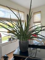 Dracaena suffruticosa slangenplant groot , incl pot chcs, Huis en Inrichting, Overige soorten, Minder dan 100 cm, Halfschaduw