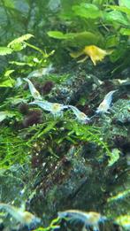 White Pearl neocaridina garnalen, Dieren en Toebehoren, Vissen | Aquariumvissen, Kreeft, Krab of Garnaal, Zoetwatervis, Schoolvis