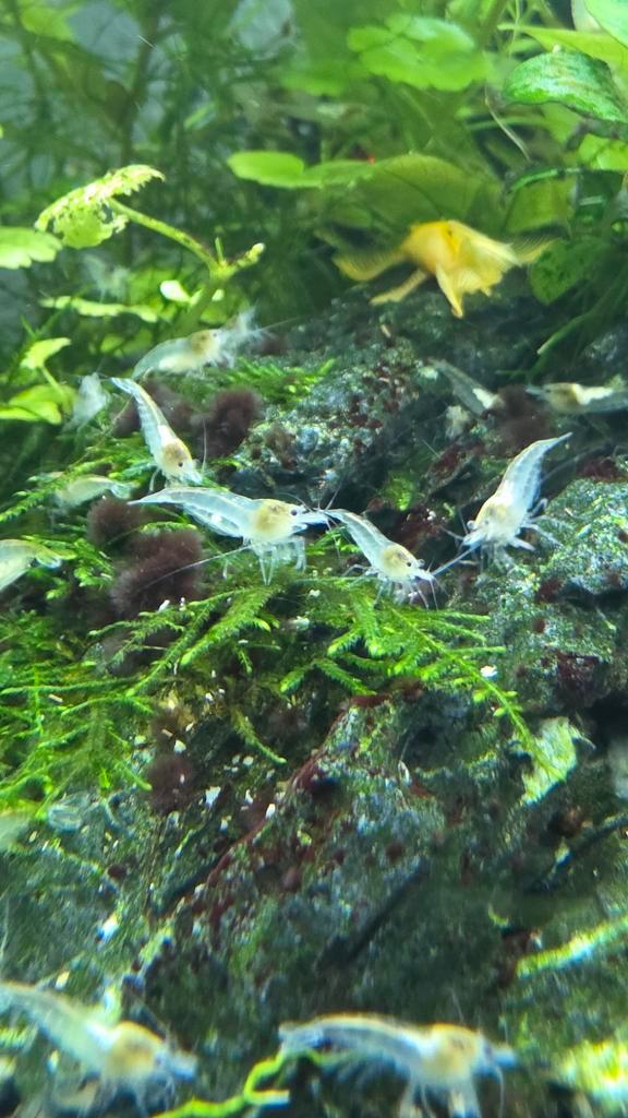 White Pearl neocaridina garnalen, Dieren en Toebehoren, Vissen | Aquariumvissen, Zoetwatervis, Kreeft, Krab of Garnaal, Schoolvis