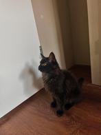 Onze lieve maine coon kitten zoekt een warm huisje, Dieren en Toebehoren, Katten en Kittens | Overige Katten, Poes, Langharig