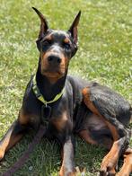Prachtige Dobermann puber zoekt goudenmand., Dieren en Toebehoren, Particulier, 15 weken tot 1 jaar, Buitenland, Eén hond