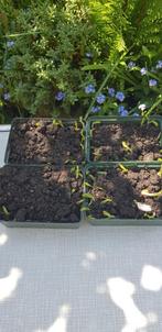 Capucijner plantjes, minimaal 25 stuks per bakje. (Blauwsch., Ophalen, Minder dan 100 cm, Overige soorten, Zomer