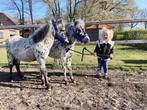 Knappe jaarling appaloosa hengsten!, Niet van toepassing, 0 tot 2 jaar, Hengst, A pony (tot 1.17m)