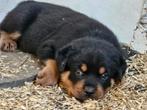 Twee nestjes Rottweiler pups, 8 tot 15 weken, Meerdere, Meerdere dieren, Rottweiler