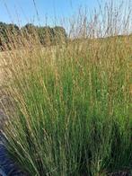 Molinia arundinacea 'Karl Foerster' Pijpestrootje siergras, Ophalen of Verzenden, Zomer, Overige soorten, Halfschaduw