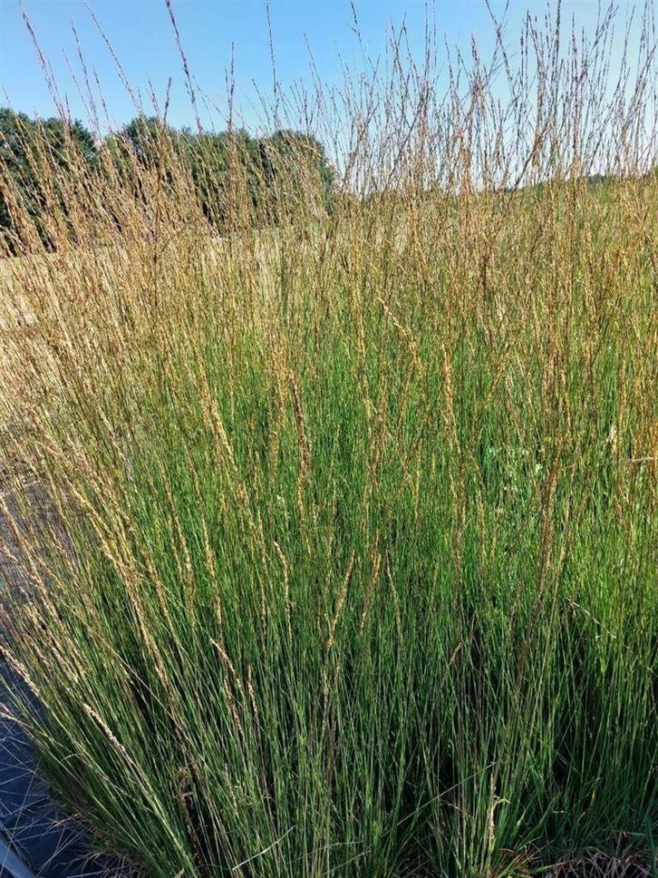 Molinia arundinacea 'Karl Foerster' Pijpestrootje siergras, Tuin en Terras, Planten | Tuinplanten, Overige soorten, Halfschaduw