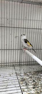 Mooi majoor putter pop 2023 komt aut egelhed, Dieren en Toebehoren, Vogels | Overige Vogels, Meerdere dieren, Wildzangvogel