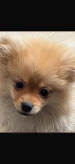 Pomeriaan teefje, Dieren en Toebehoren, Honden | Poolhonden, Keeshonden en Oertypen, 15 weken tot 1 jaar, Teef, Eén hond, Nederland