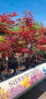 Acers Blood Good, Ophalen, Volle zon, Overige soorten, Minder dan 100 cm