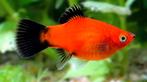 Platy’s wagtail red XL eigen Nakweek, Dieren en Toebehoren, Vissen | Aquariumvissen, Zoetwatervis, Schoolvis, Vis