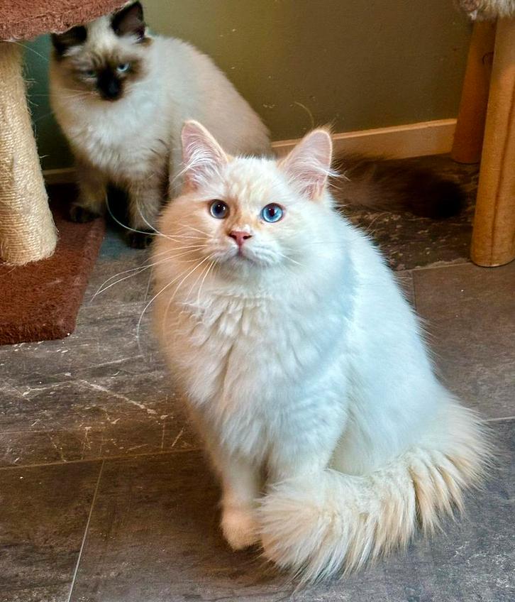 2 prachtige neva masquerade kittens met stamboom, Dieren en Toebehoren, Katten en Kittens | Raskatten | Langhaar, Meerdere dieren