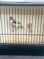 Zeer mooie majoor putter ruilen, Dieren en Toebehoren, Vogels | Kanaries, Mannelijk