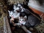 Kittens, Dieren en Toebehoren