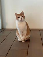 Poes zoekt een nieuw huisje, Poes