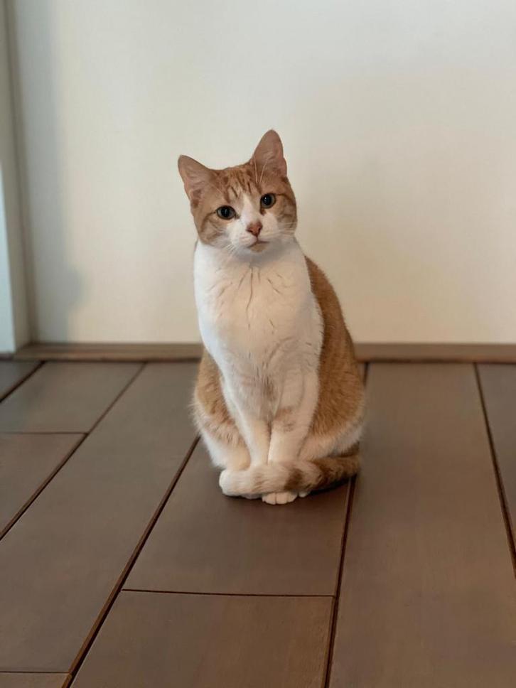 Poes zoekt een nieuw huisje, Dieren en Toebehoren, Katten en Kittens | Overige Katten, Poes