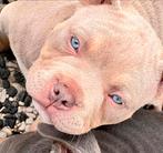Tricolor American Bully pocket pups, Amerikaanse Bully❤️, Dieren en Toebehoren, Honden | Bulldogs, Pinschers en Molossers, Overige rassen