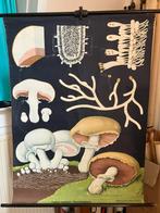 Schoolplaat Champignons, Ophalen of Verzenden, Natuur en Biologie