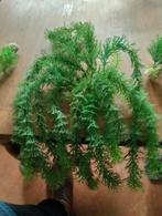 Aquarium nep planten, Dieren en Toebehoren, Ophalen, Zo goed als nieuw, Plant(en), Steen of Hout