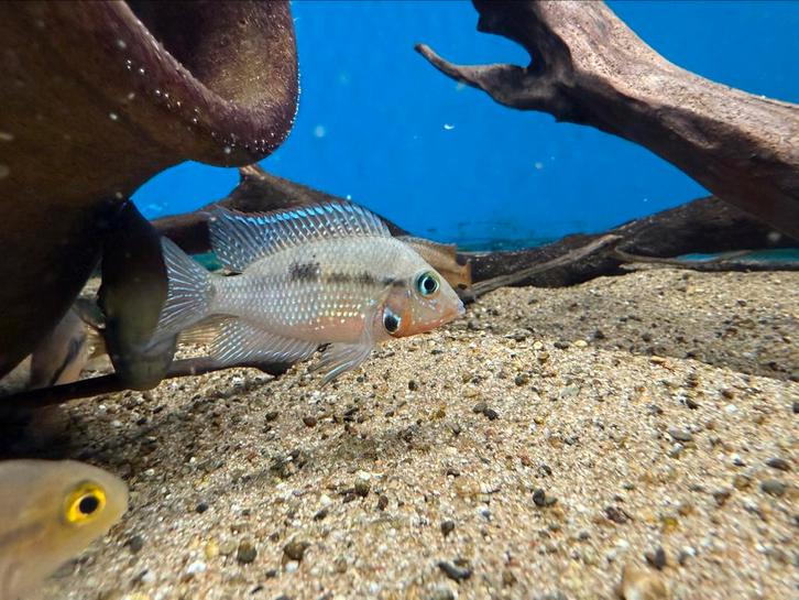Thorichthys Meeki - vuurkeelcichlide, Dieren en Toebehoren, Vissen | Aquariumvissen, Vis