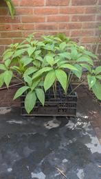 Sauromatum venosum, jonge planten (p9), Vaste plant, Volledige schaduw, Lente, Ophalen