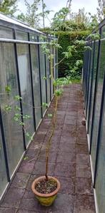 Spaanse aak of veldesdoorn (Acer campestre), Tuin en Terras, Planten | Struiken en Hagen, Ophalen, Esdoorn, Struik, 100 tot 250 cm