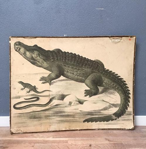 Oude schoolplaat met krokodil - vintage retro reptielen, Antiek en Kunst, Antiek | Schoolplaten, Natuur en Biologie, Ophalen