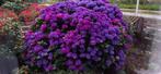 hele grote blauwe hortensia, Tuin en Terras, Planten | Tuinplanten, Vaste plant, Halfschaduw, Zomer, Ophalen
