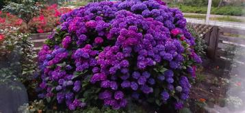 hele grote blauwe hortensia beschikbaar voor biedingen