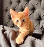 3 lieve kittens, sociaal, mogen direct weg, bijna 11 weken., Dieren en Toebehoren, Katten en Kittens | Overige Katten, Meerdere dieren