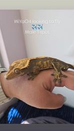 Mannelijke Wimpergekko 1.0, Dieren en Toebehoren, Reptielen en Amfibieën, Hagedis, 0 tot 2 jaar