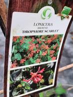 Lonicera  - Kamperfolie diverse soorten, Ophalen, Volle zon, Vaste plant, Klimplanten
