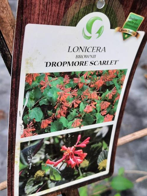 Lonicera  - Kamperfolie diverse soorten, Tuin en Terras, Planten | Tuinplanten, Vaste plant, Klimplanten, Volle zon, Zomer, Ophalen