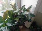 Ficus kamerplant 130cm evt te bezorgen*, Huis en Inrichting, Kamerplanten, Ophalen, Ficus, 100 tot 150 cm, Halfschaduw