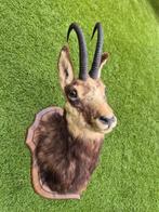 Opgezette gems / ree / hert / gewei / hoorns, Ophalen, Gebruikt, Hert, Opgezet dier