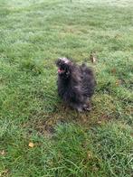 Usa zijdehoen haan zwart motteld frizzle geent, Dieren en Toebehoren, Mannelijk, Kip