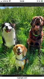 Uw hond mee naar het bos De Bilt nemen, Dieren en Toebehoren, Ophalen of Verzenden