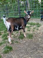 Maanvlek geit tekoop, Dieren en Toebehoren, Schapen, Geiten en Varkens, Meerdere dieren, Geit, 0 tot 2 jaar