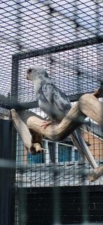 Koppel blauwe  penanten 2025 en 2024, Dieren en Toebehoren, Vogels | Parkieten en Papegaaien, Meerdere dieren, Parkiet, Geringd