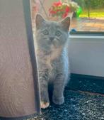 Britse korthaar kitten blue tortie poesje mag verhuizen, Meerdere dieren, Ontwormd, 0 tot 2 jaar