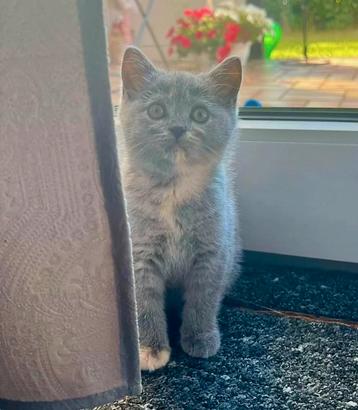 Britse korthaar kitten blue tortie poesje mag verhuizen  beschikbaar voor biedingen