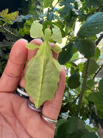 wandelend Blad vrouwen en mannen  Crypto Phyllium Limogesï beschikbaar voor biedingen
