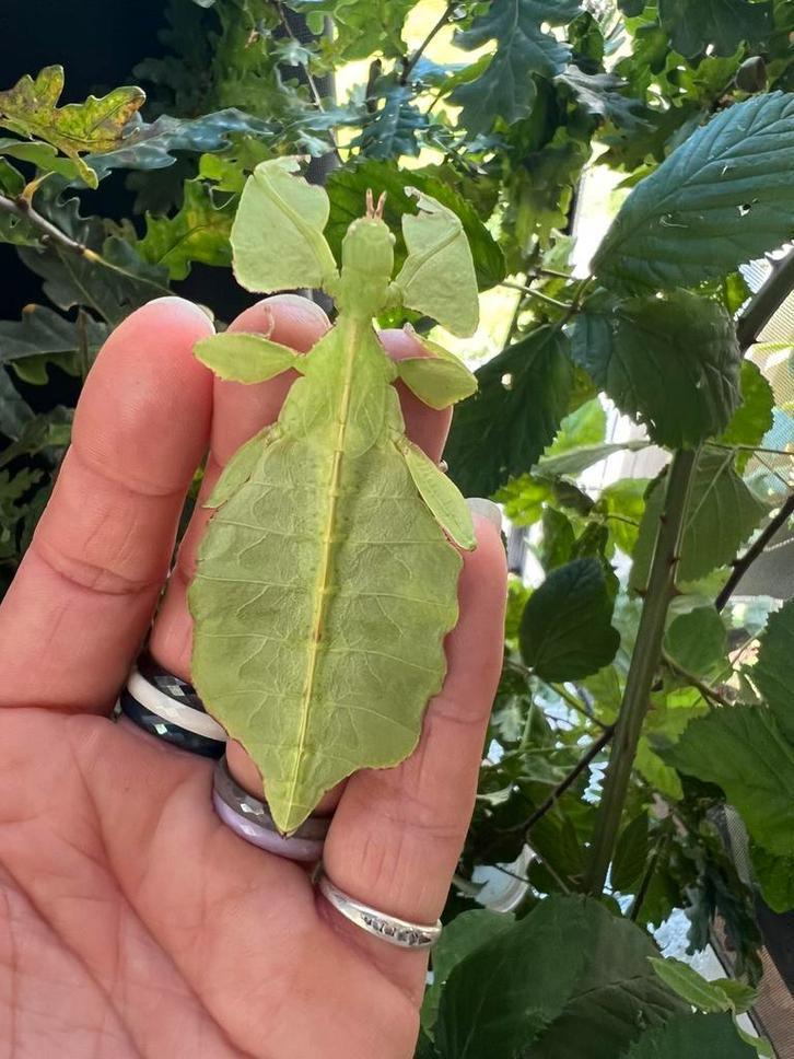 wandelend Blad vrouwen en mannen  Crypto Phyllium Limogesï, Dieren en Toebehoren, Insecten en Spinnen, Overige soorten