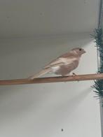 Noordse goudvink pop overjaars bruin pastel geel, Dieren en Toebehoren, Vogels | Overige Vogels, Vrouwelijk, Wildzangvogel, Geringd