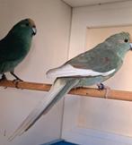 Koppel kakariki, Meerdere dieren, Parkiet, Geringd