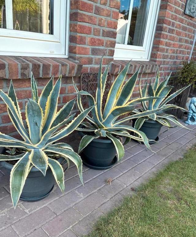 Agaven, Tuin en Terras, Planten | Tuinplanten, Overige soorten, Volle zon, Bloeit niet, Ophalen of Verzenden