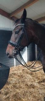 Stang en Trens hoofdstel, Dieren en Toebehoren, Paarden en Pony's | Hoofdstellen en Tuigage, Ophalen of Verzenden, Zo goed als nieuw