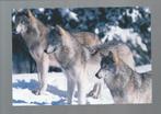 2723 Kaart dieren wolven wolf, Verzamelen, Wild dier, Ongelopen, Verzenden