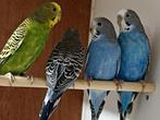 Kweekkoppel met 4 jongen, Dieren en Toebehoren, Vogels | Parkieten en Papegaaien, Meerdere dieren, Parkiet