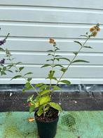 Buddleja weyeriana Sungold,  Vlinderstruik., Ophalen, Vlinderstruik, Minder dan 100 cm